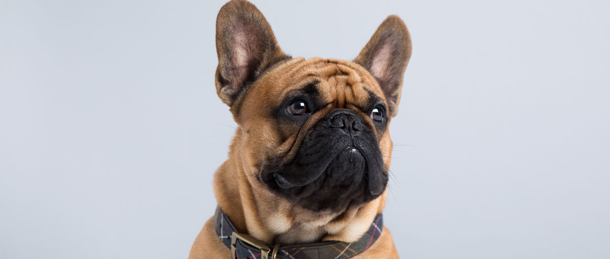 Barbour Dogs: Meet Toast the Frenchie 