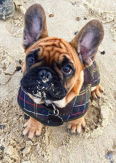 Barbour Dogs: Meet Toast the Frenchie 