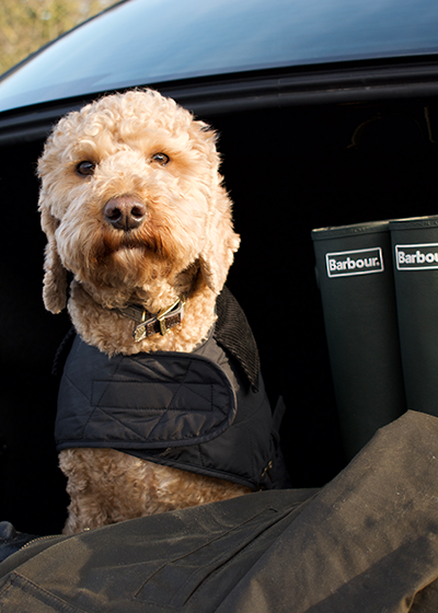 barbour coats for dogs