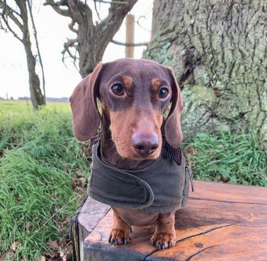 small barbour dog coat